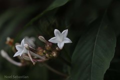 Ophiorrhiza grandiflora